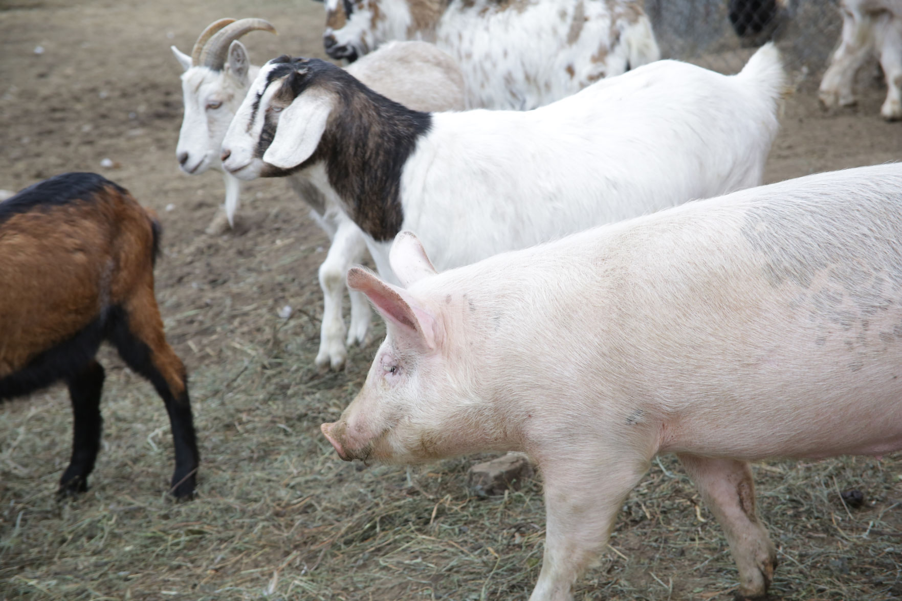 Erin's Farm animal sanctuary